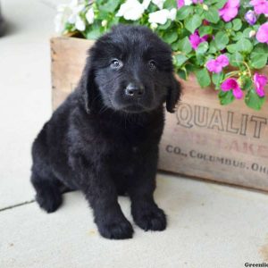 Corey, Newfoundland Puppy