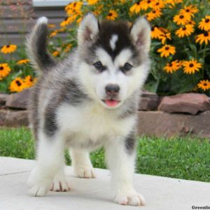 Corey, Alaskan Malamute Puppy