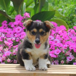 Corey, Pembroke Welsh Corgi Puppy