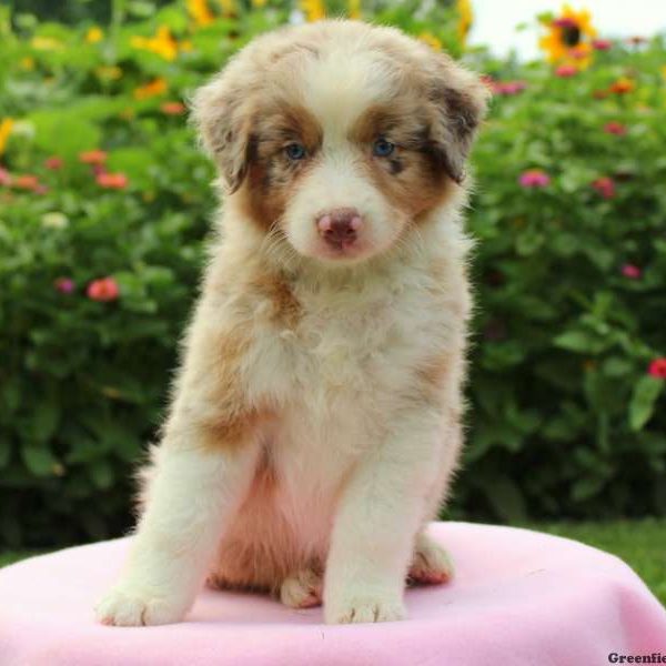 Corinee, Australian Shepherd Puppy