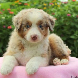 Corinee, Australian Shepherd Puppy