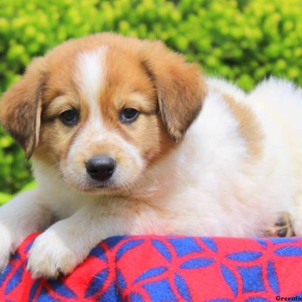 Corker, Great Pyrenees Mix Puppy