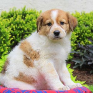 Corker, Great Pyrenees Mix Puppy