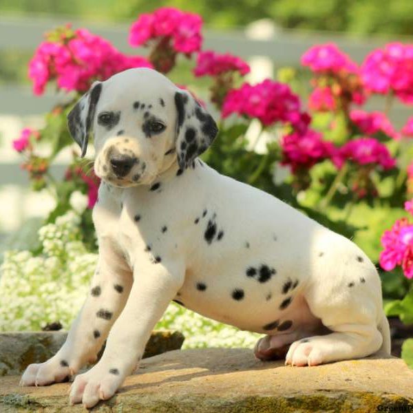 Corky, Dalmatian Puppy