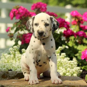 Corky, Dalmatian Puppy