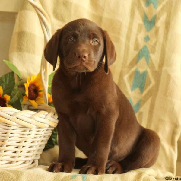 Cory, Labrador Retriever-Chocolate Puppy