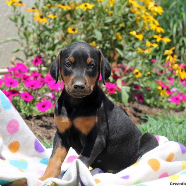 Courtney, Doberman Pinscher Puppy