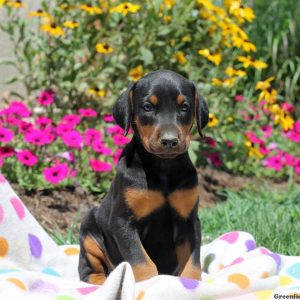 Courtney, Doberman Pinscher Puppy