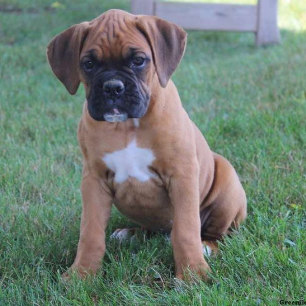 Craig, Boxer Puppy