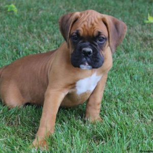 Craig, Boxer Puppy