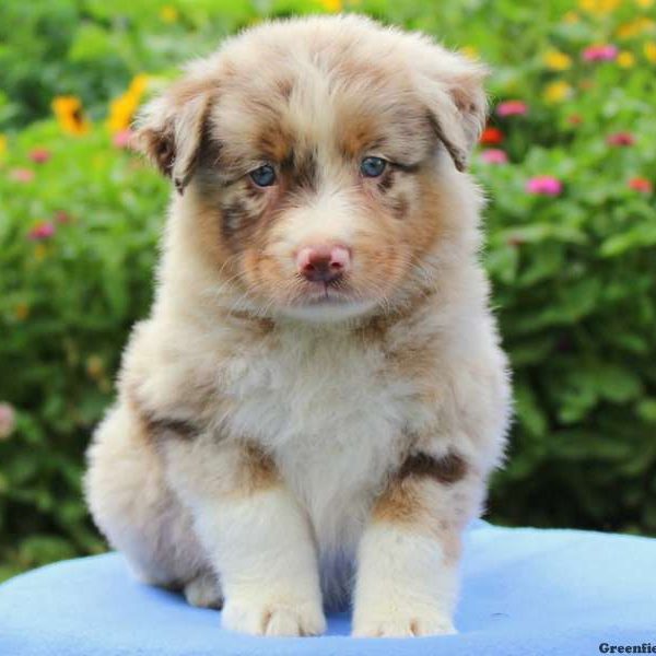 Cricket, Australian Shepherd Puppy