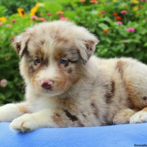 Cricket, Australian Shepherd Puppy