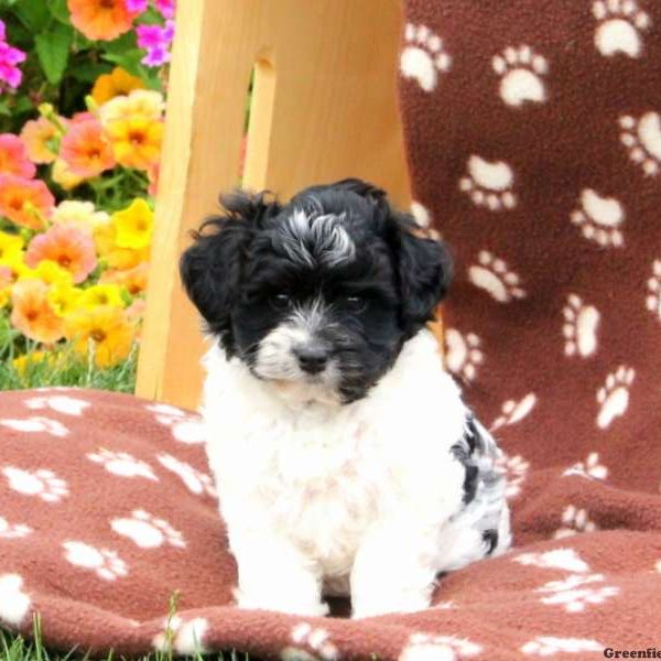 Crider, Havanese Puppy