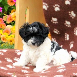 Crider, Havanese Puppy