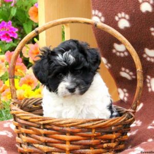 Crider, Havanese Puppy