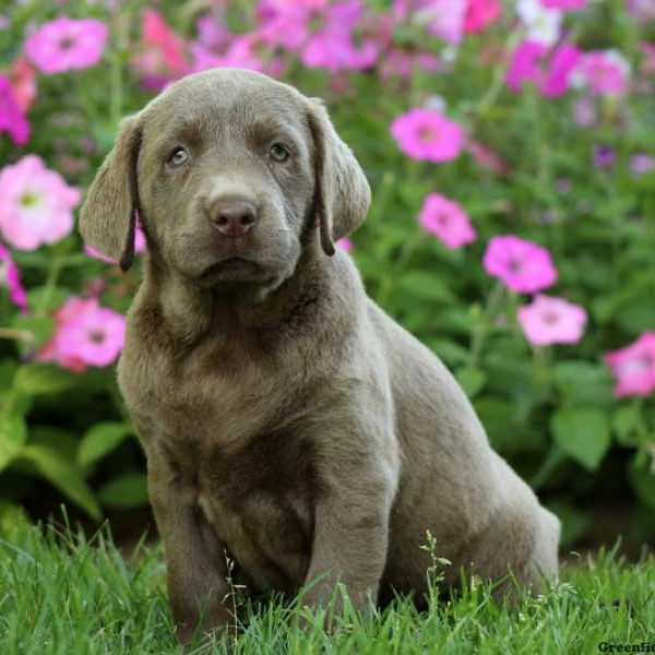 Crinkle, Labrador Retriever-Silver Puppy