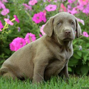 Crinkle, Labrador Retriever-Silver Puppy