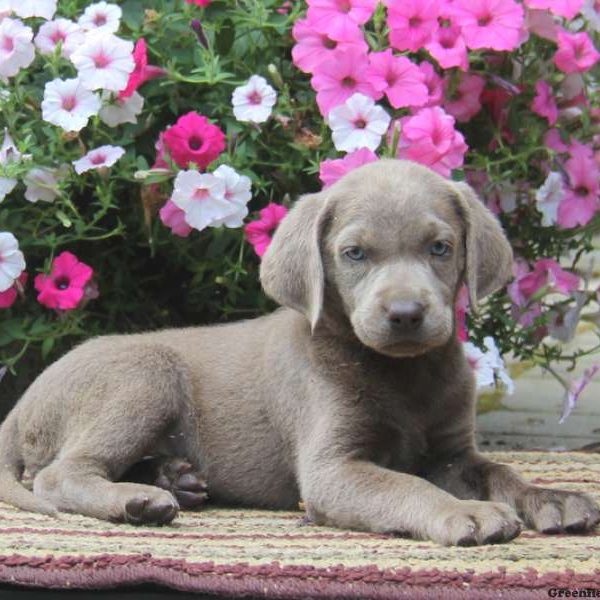 Crissy, Labrador Retriever-Silver Puppy