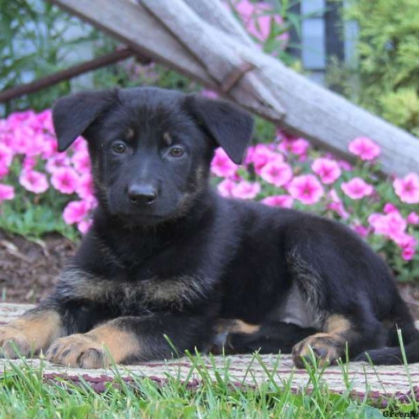 Crissy, German Shepherd Puppy