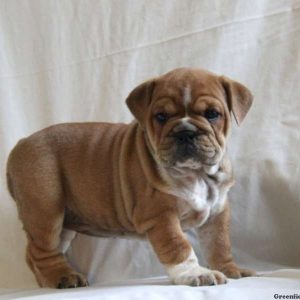 Crissy, English Bulldog Puppy