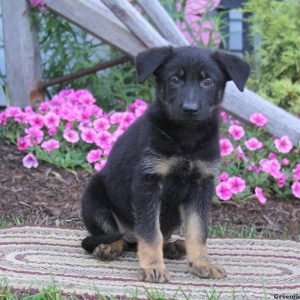 Crissy, German Shepherd Puppy