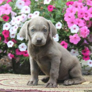 Crissy, Labrador Retriever-Silver Puppy