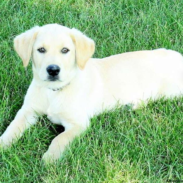 Crosby, Golden Labrador Puppy