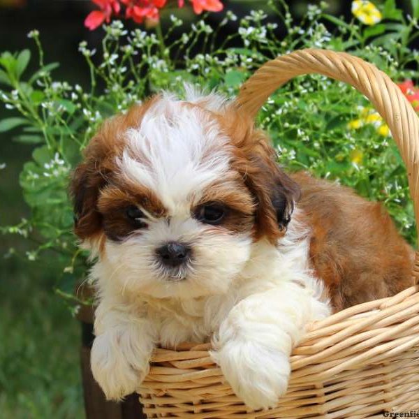 Crosby, Shih Tzu Puppy