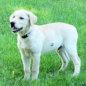 Crosby, Golden Labrador Puppy