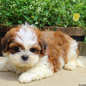 Crosby, Shih Tzu Puppy