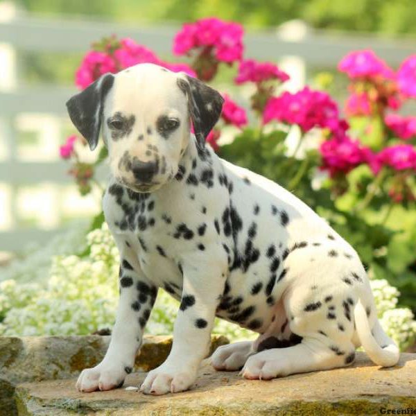 Cruz, Dalmatian Puppy