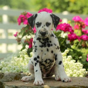 Cruz, Dalmatian Puppy