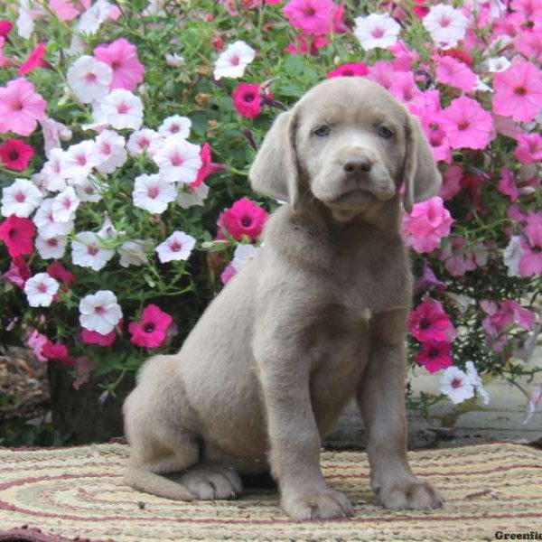 Crystal, Labrador Retriever-Silver Puppy