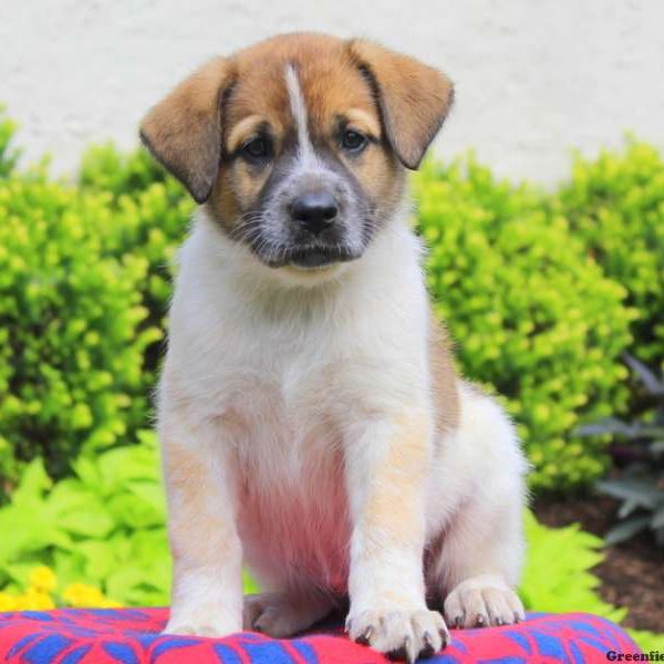 Crystal, Great Pyrenees Mix Puppy