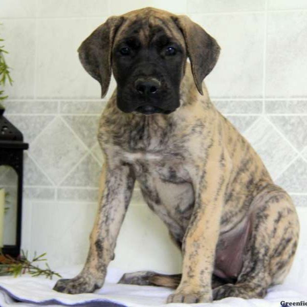 Crystal, English Mastiff Mix Puppy