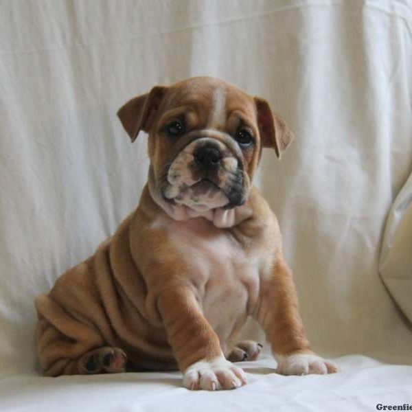 Crystal, English Bulldog Puppy