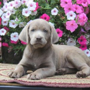 Crystal, Labrador Retriever-Silver Puppy