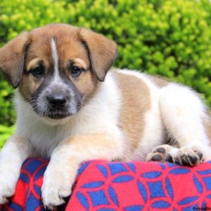 Crystal, Great Pyrenees Mix Puppy