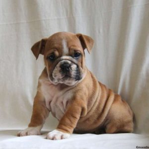 Crystal, English Bulldog Puppy