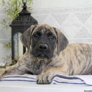 Crystal, English Mastiff Mix Puppy