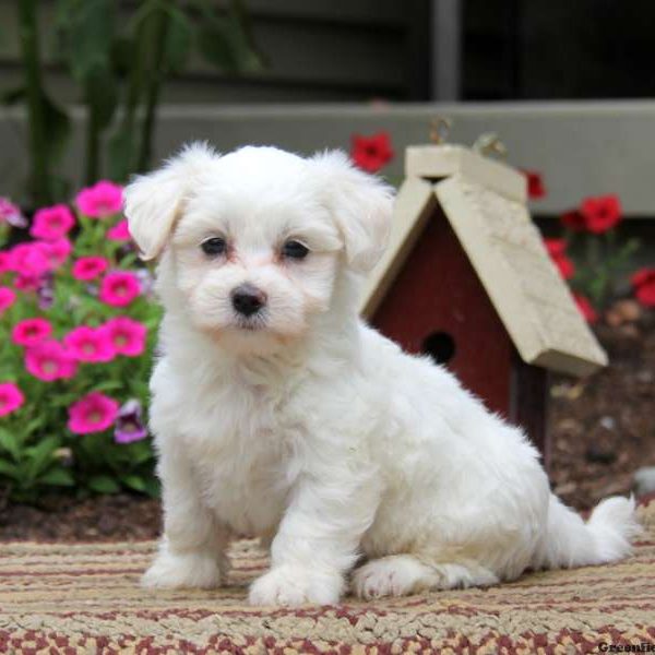 Cuddles, Coton de Tulear Puppy