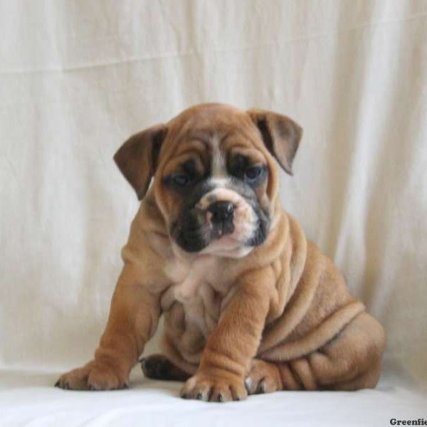 Cuddles, English Bulldog Puppy