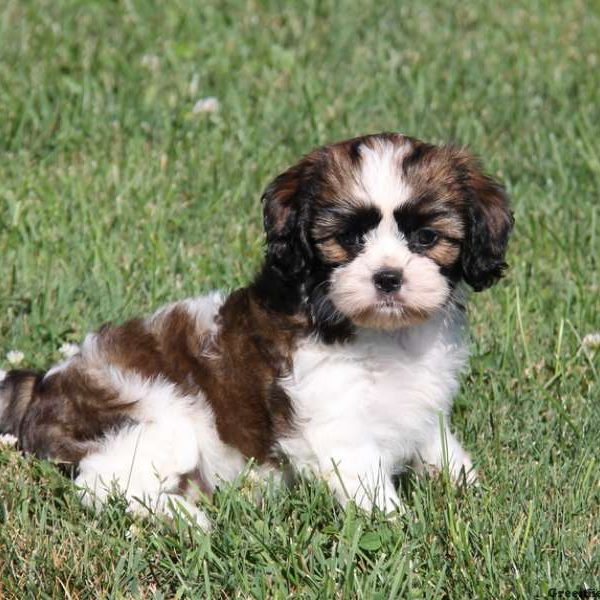 Cuddles, Cava-Tzu Puppy