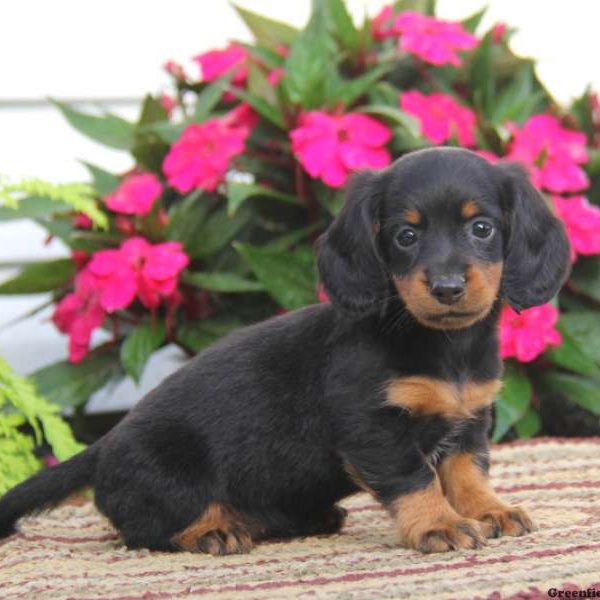 Cuddles, Dachshund Puppy