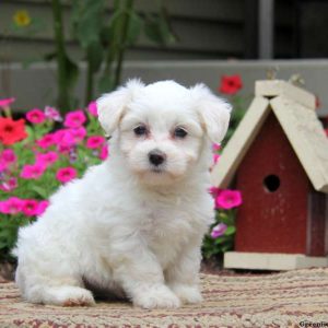 Cuddles, Coton de Tulear Puppy