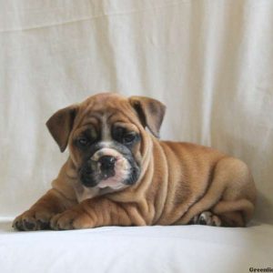 Cuddles, English Bulldog Puppy