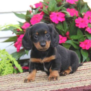 Cuddles, Dachshund Puppy