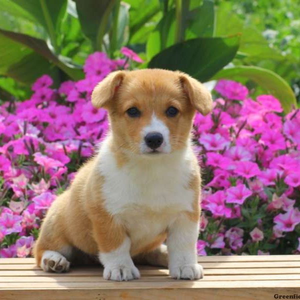 Cupcake, Pembroke Welsh Corgi Puppy