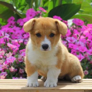 Cupcake, Pembroke Welsh Corgi Puppy