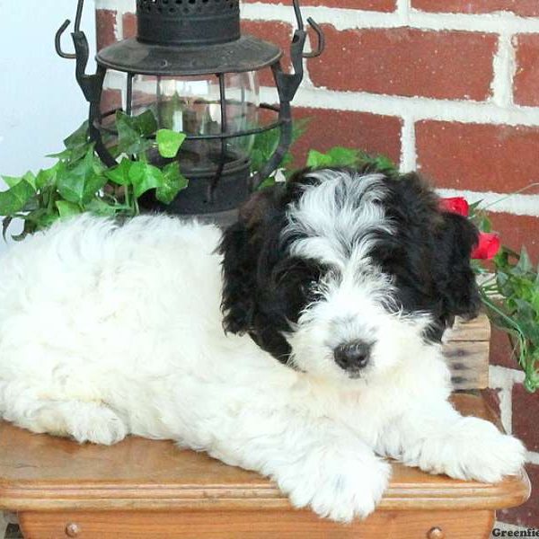 Curly, Bichon Mix Puppy